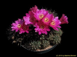 Sulcorebutia steinbachii v. horrida 1152 